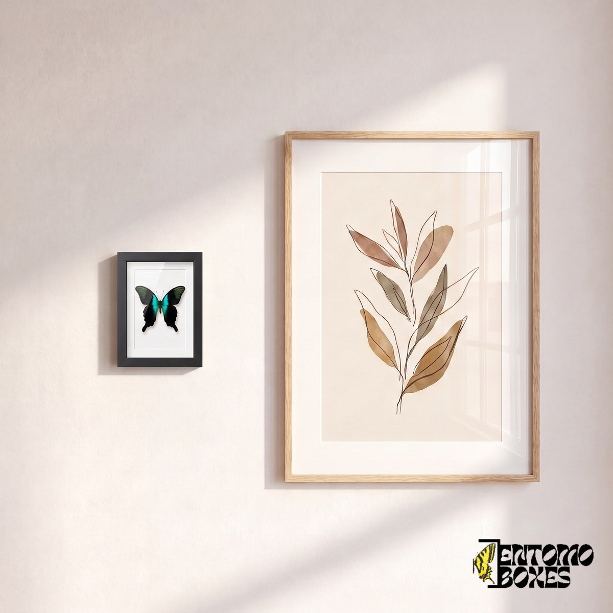 Small framed Peranthus swallowtail butterfly hanging on a wall next to a botanical art poster