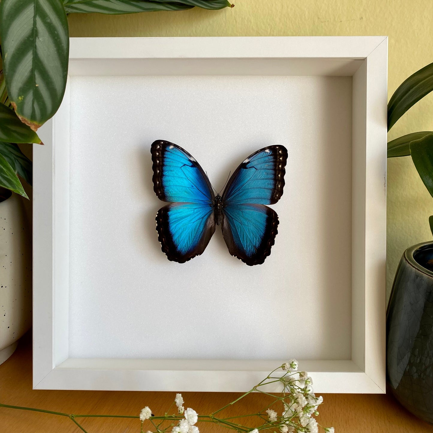 Blue Morpho in frame
