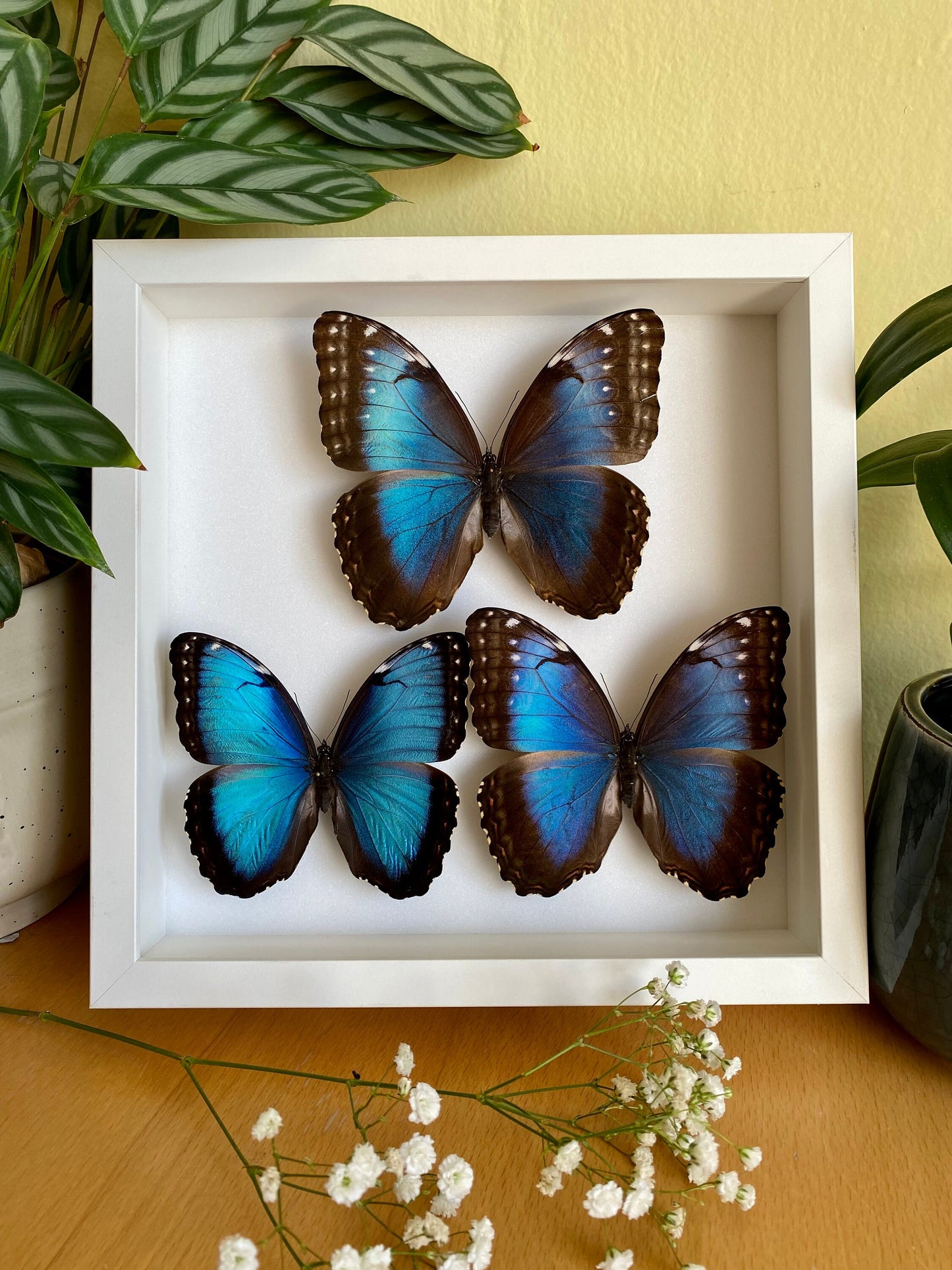 Blue Morpho in frame