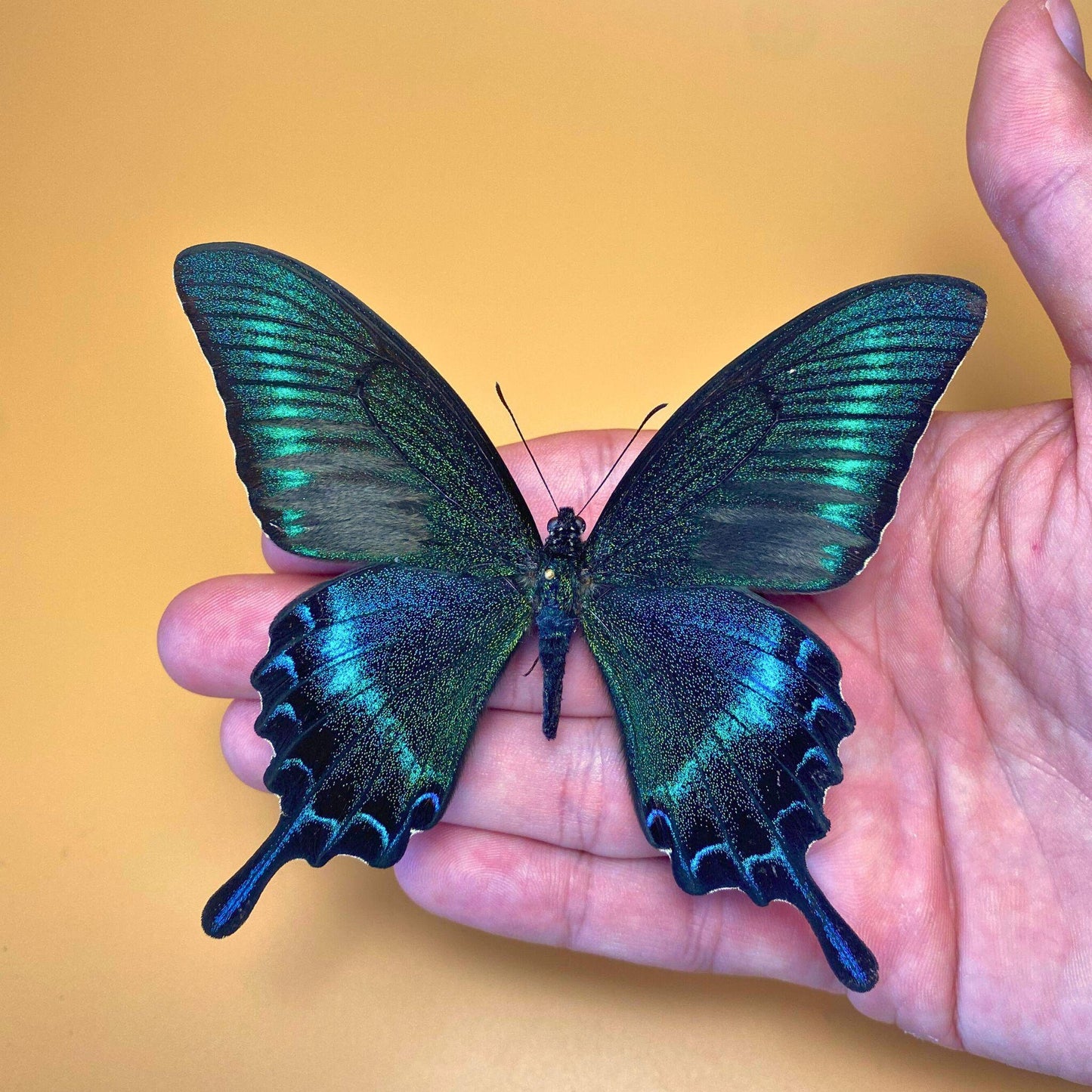 The Alpine Black Swallowtail pinned