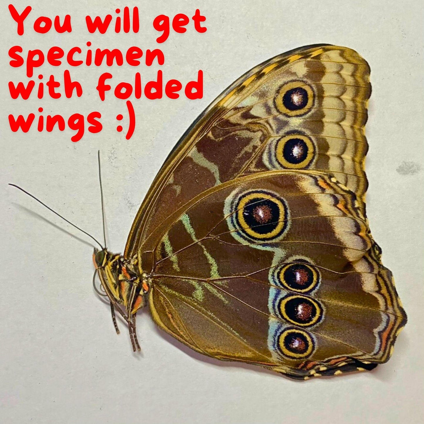 The Blue Morpho