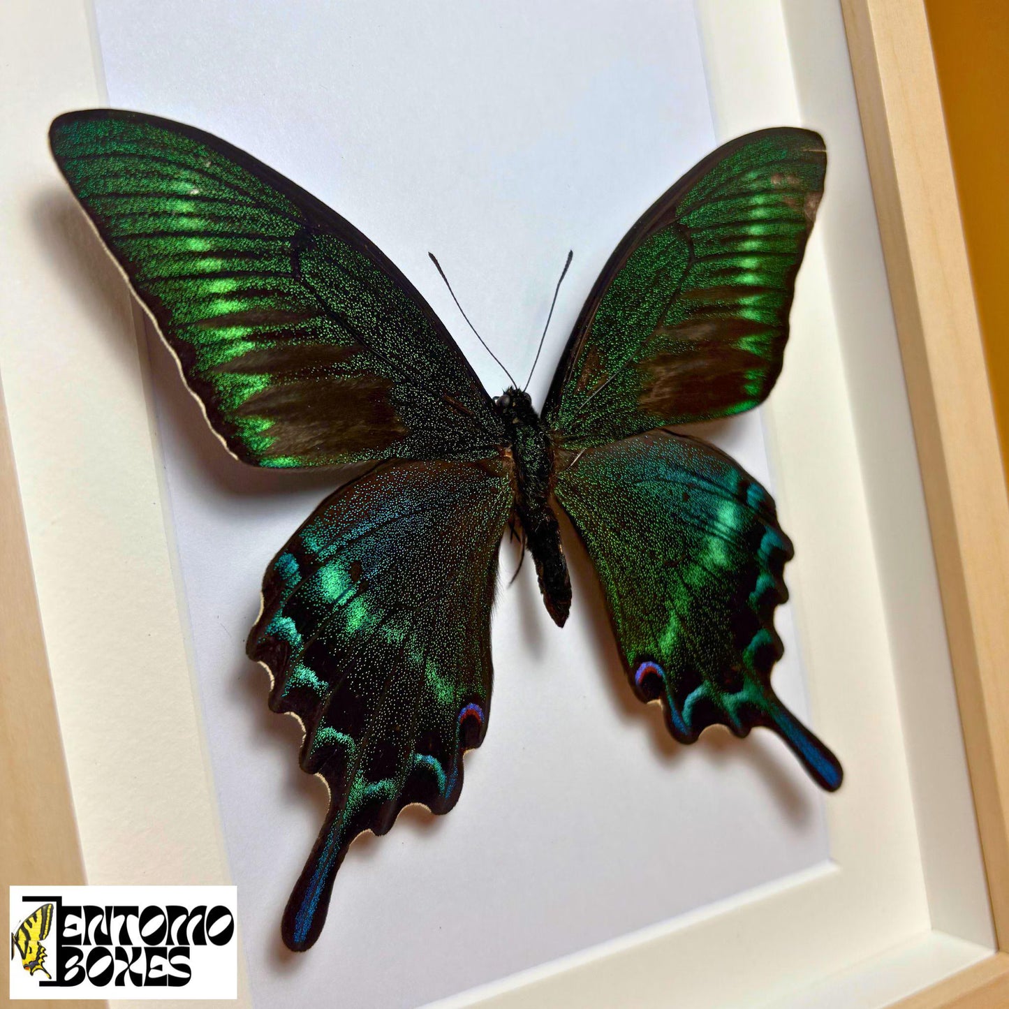 Papilio maackii in frame