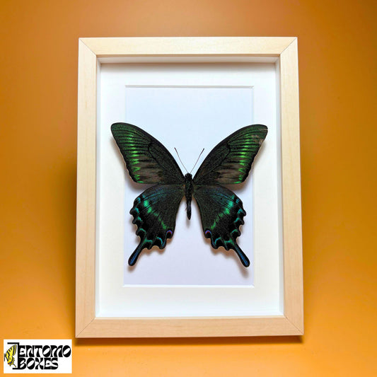 Papilio maackii in frame