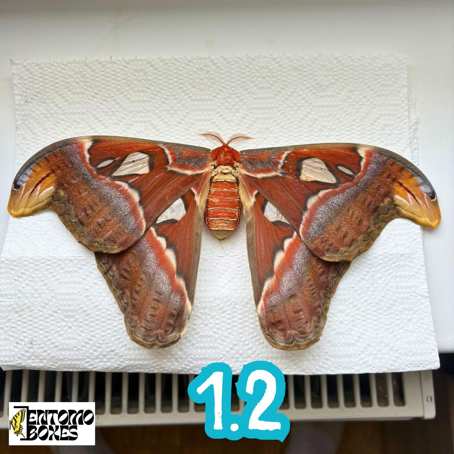 Huge Atlas Moths