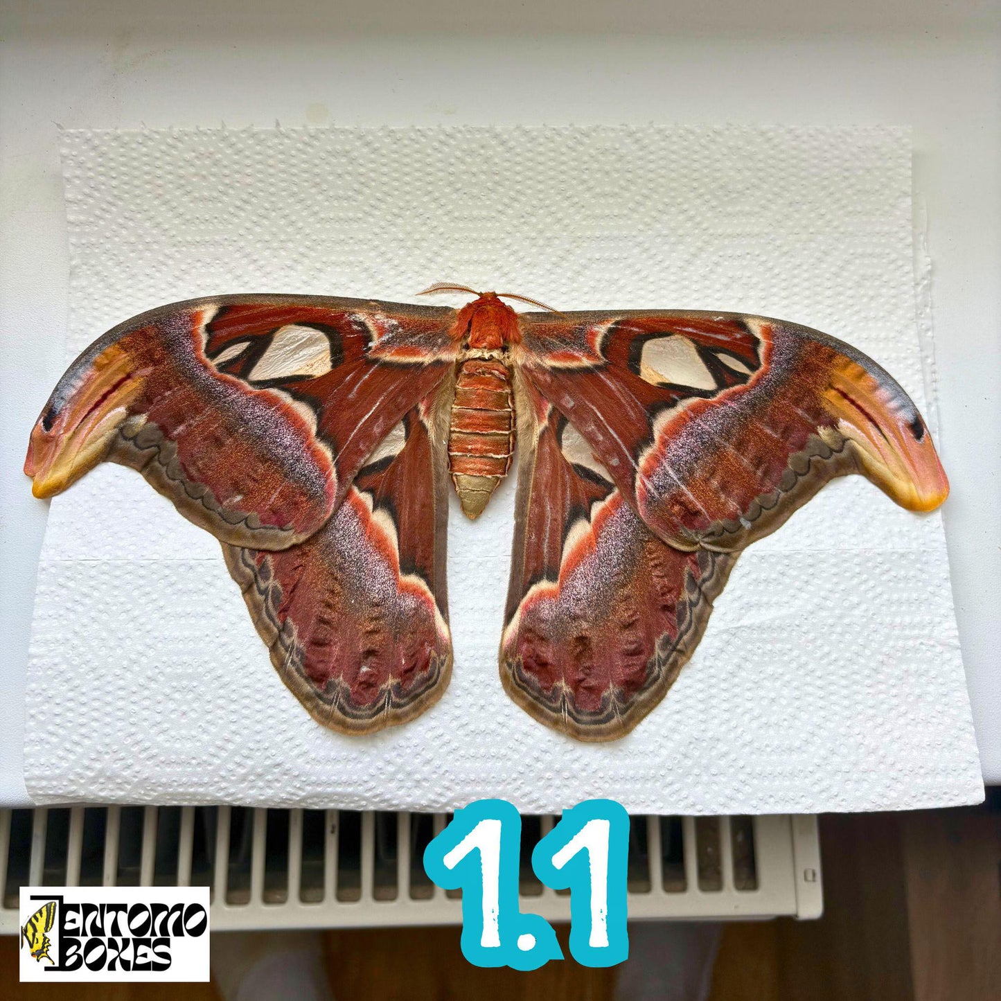 Huge Atlas Moths