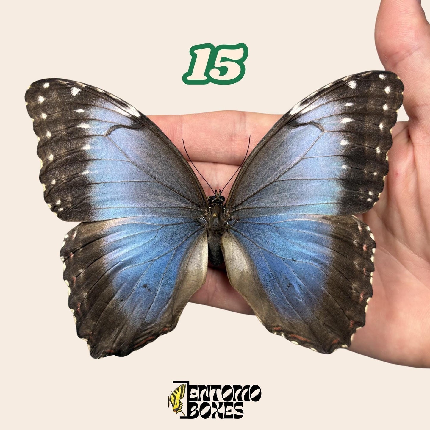 B-grade Blue Morpho butterfly No.15 held in hand showing wing imperfection, pick-your-own sustainably sourced