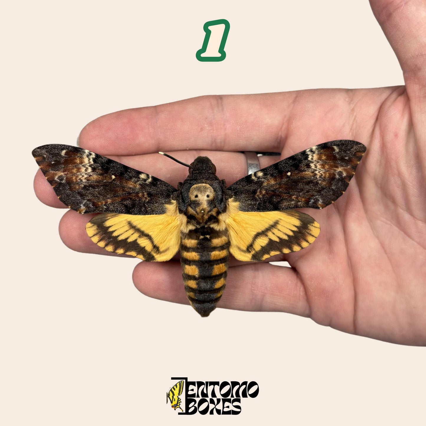 acherontia atropos pinned moth __etsy:8144349821
