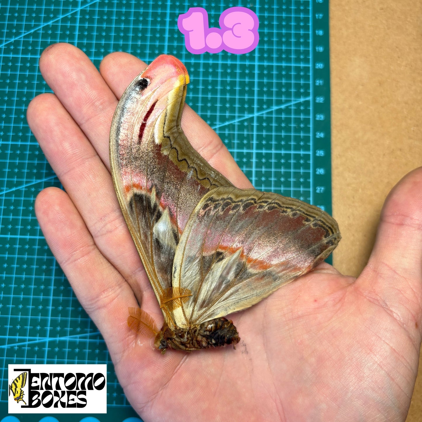 Huge Atlas Moths