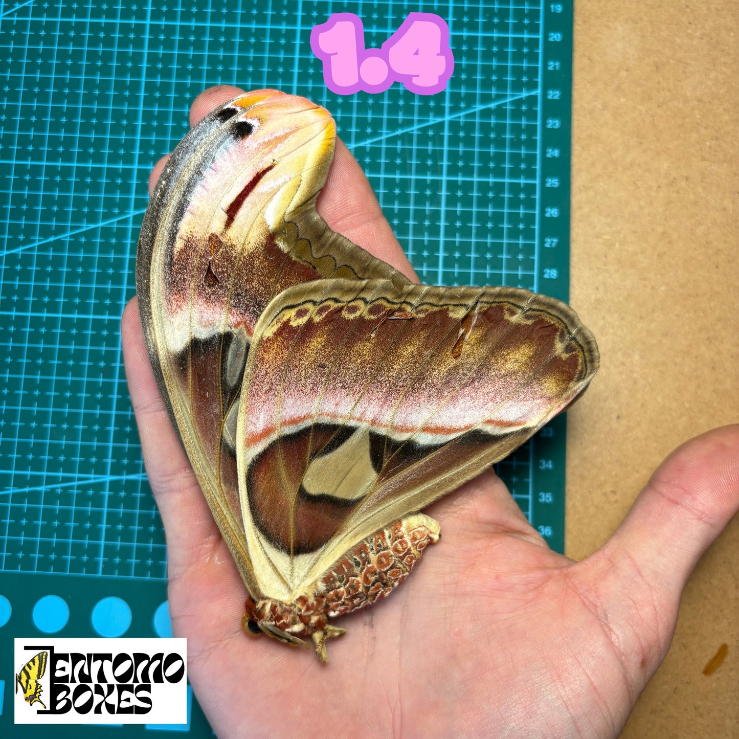 Huge Atlas Moths