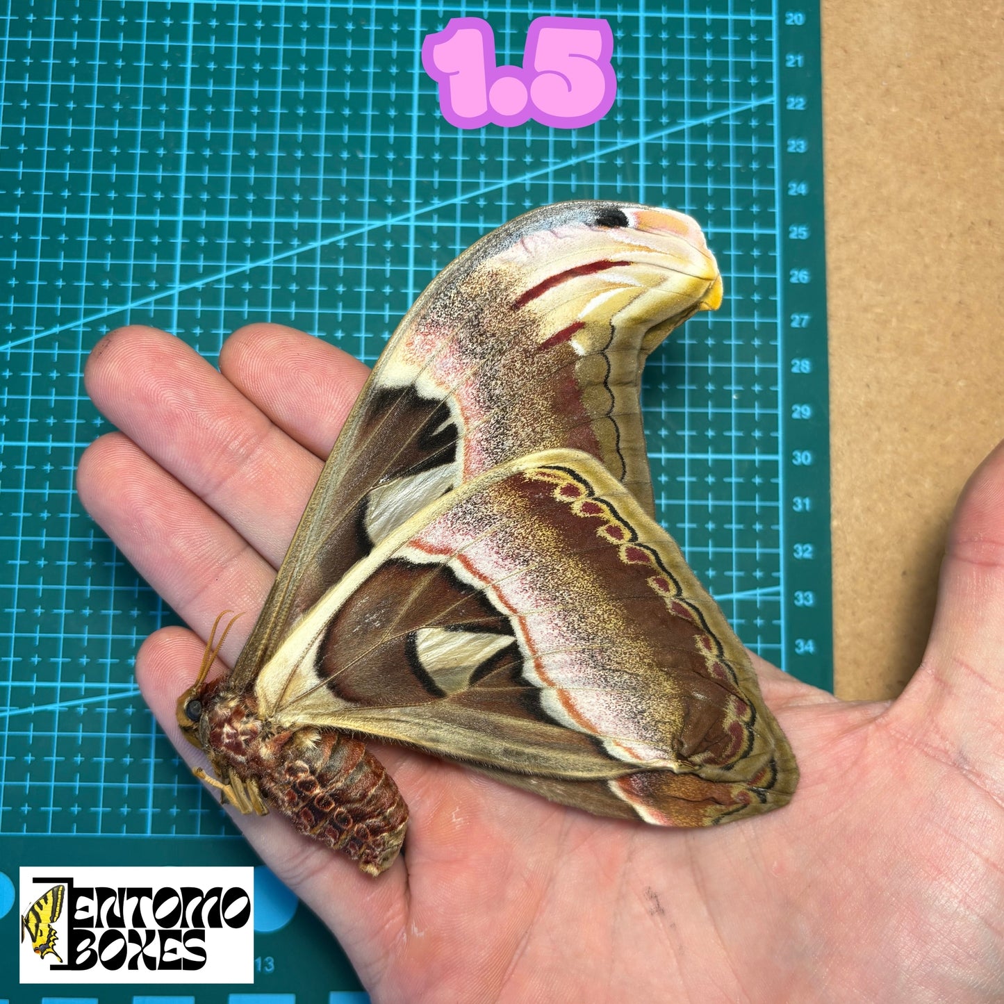 Huge Atlas Moths