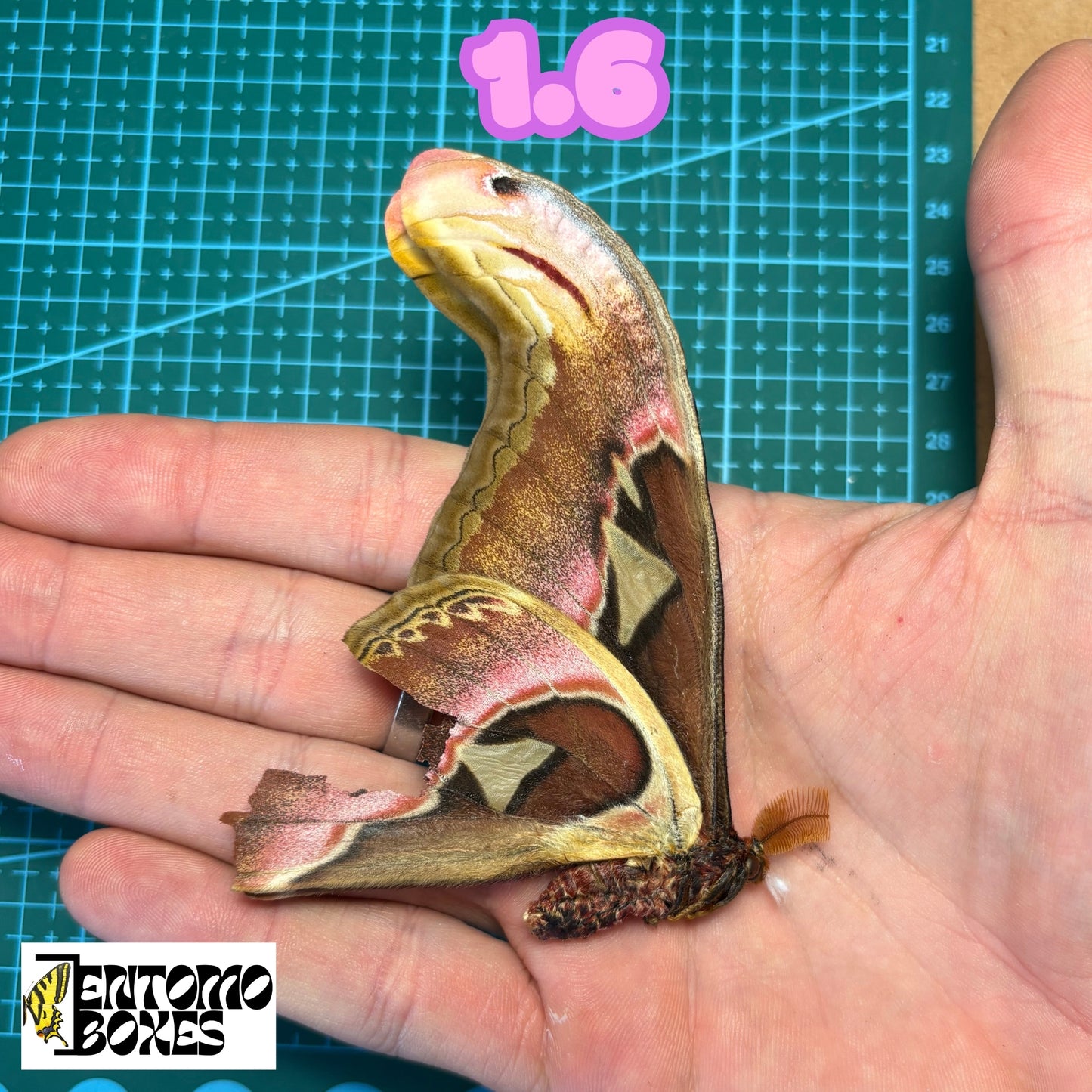 Huge Atlas Moths