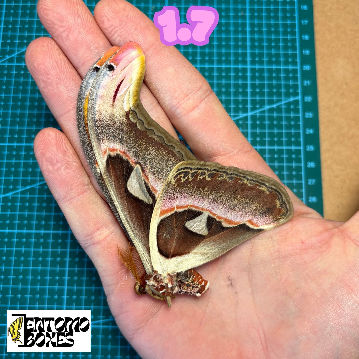 Huge Atlas Moths
