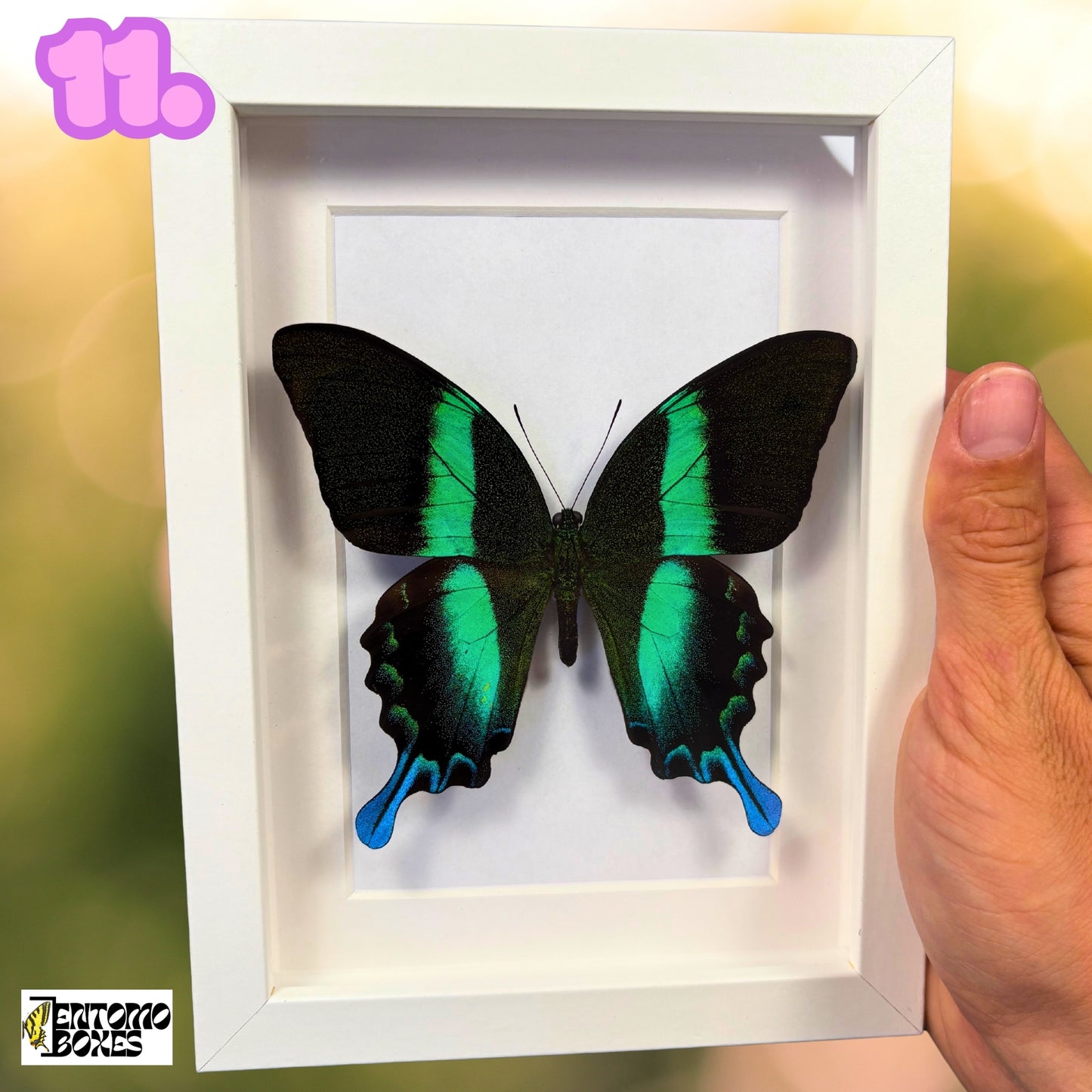 Framed Tropical Butterfly
