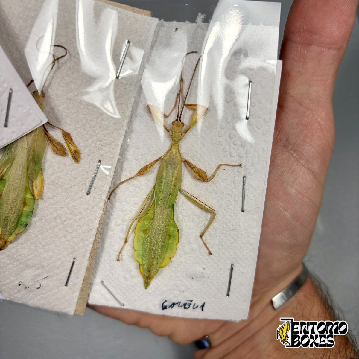 Dried Phyllium sp. leaf insect male, green leaf-shaped body with yellow edges and long antennae, unmounted specimen