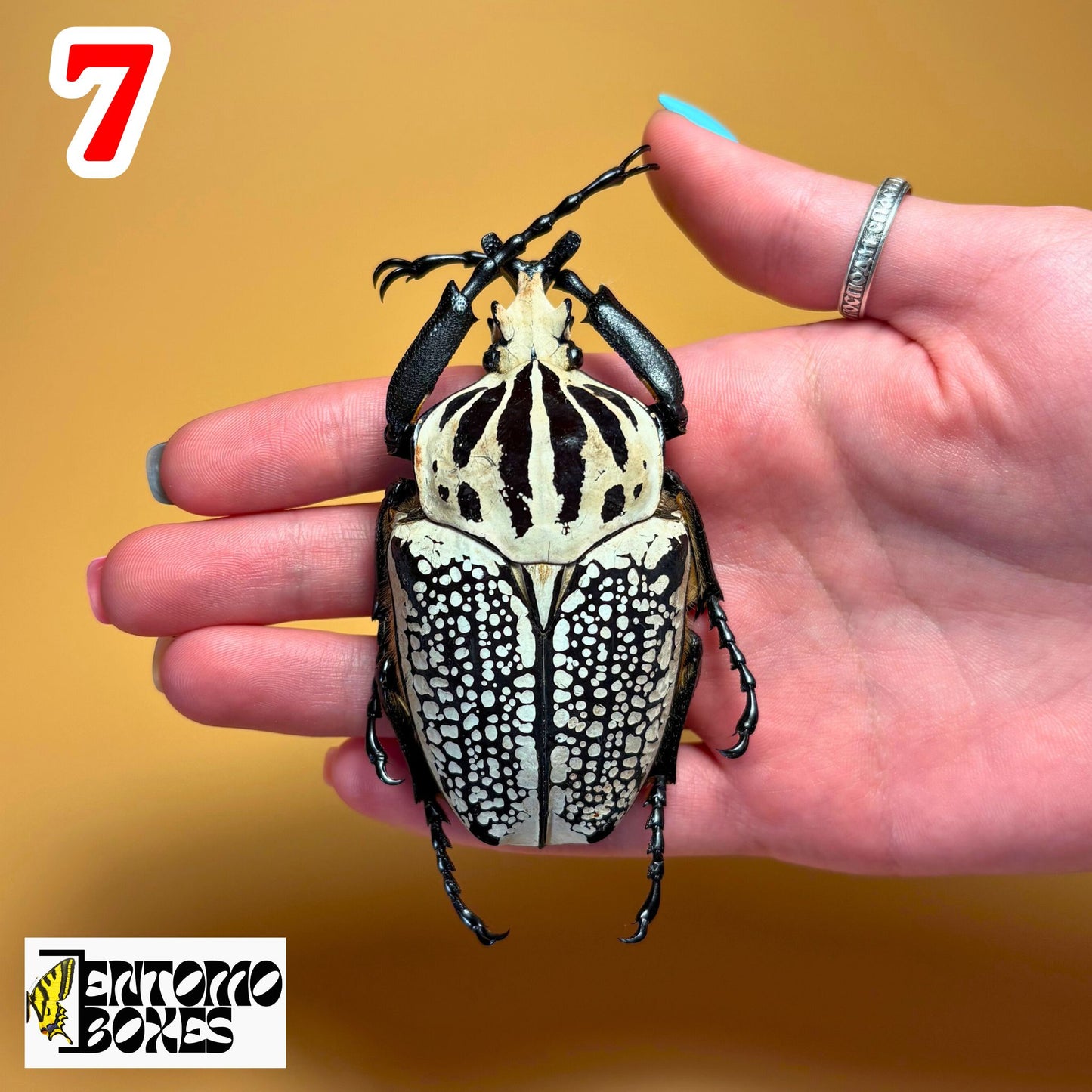 Real Goliathus meleagris beetle specimen