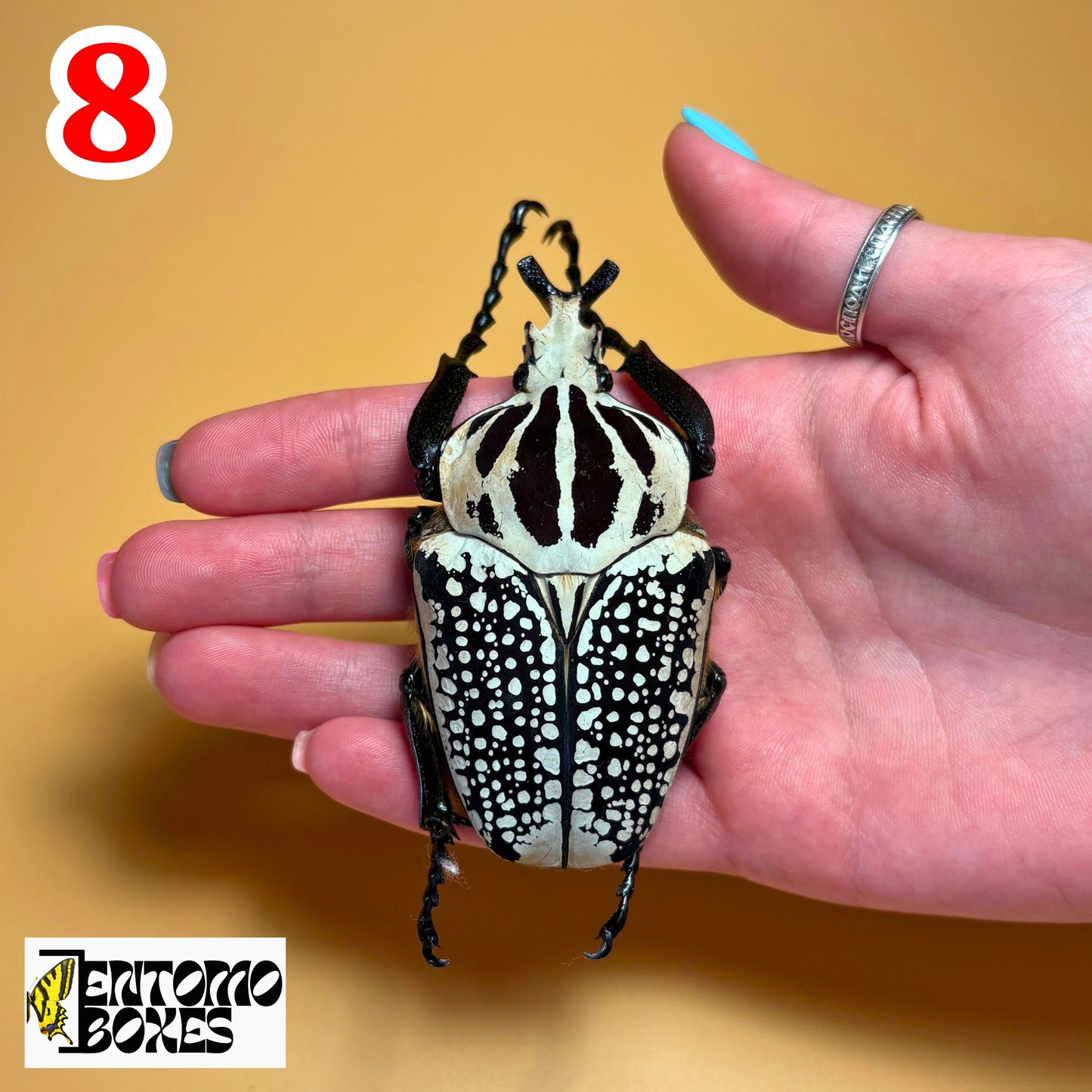 Real Goliathus meleagris beetle specimen