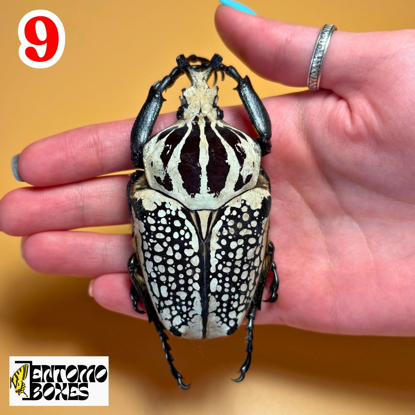 Real Goliathus meleagris beetle specimen