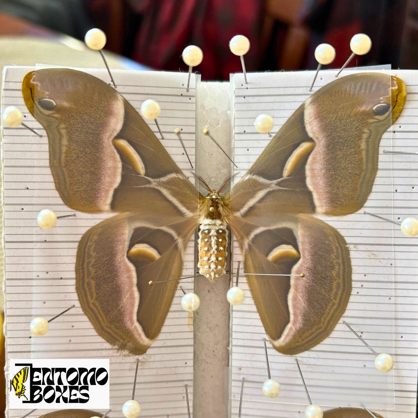 Samia wangi papered moths