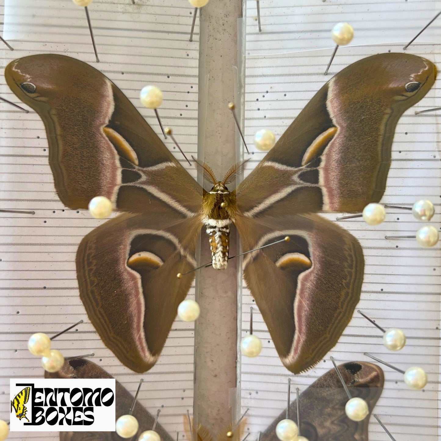 Samia wangi papered moths