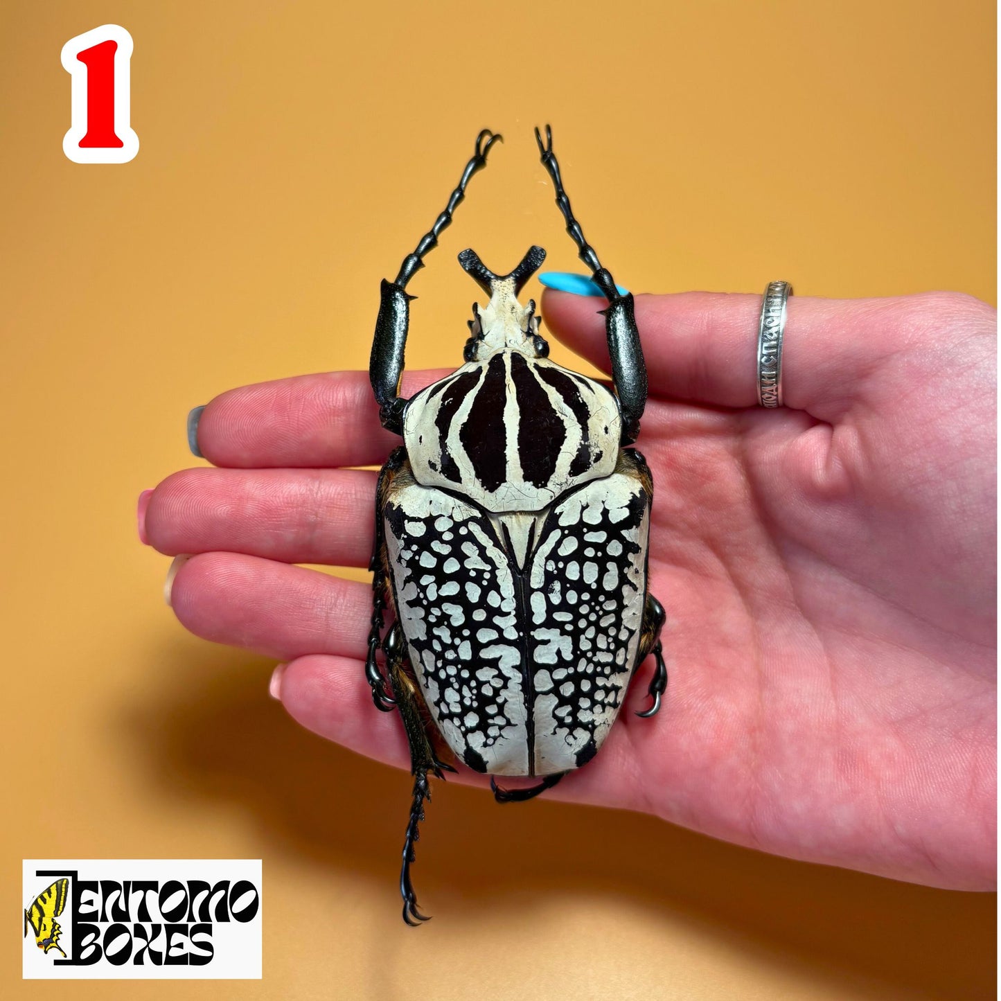 goliathus meleagris beetle for sale