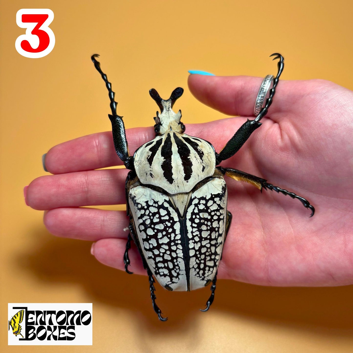 goliathus meleagris beetle for sale