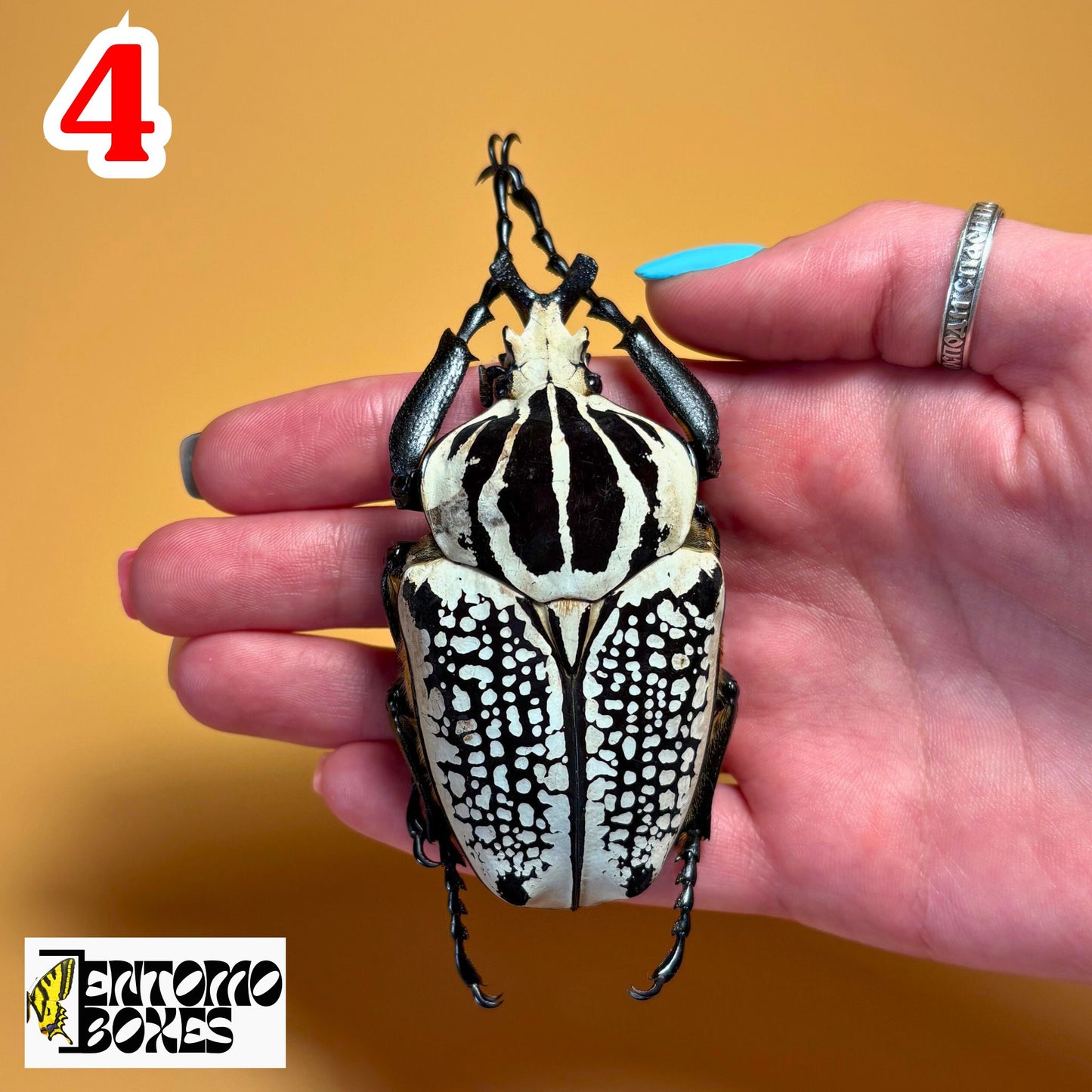 goliathus meleagris beetle for sale