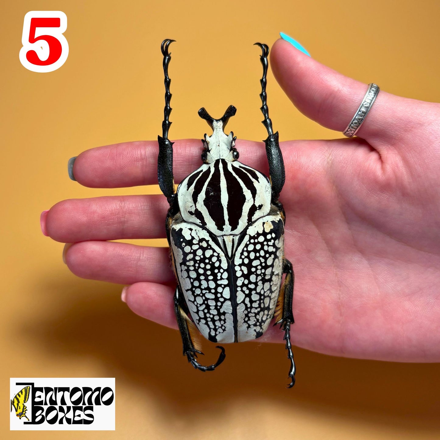 goliathus meleagris beetle for sale