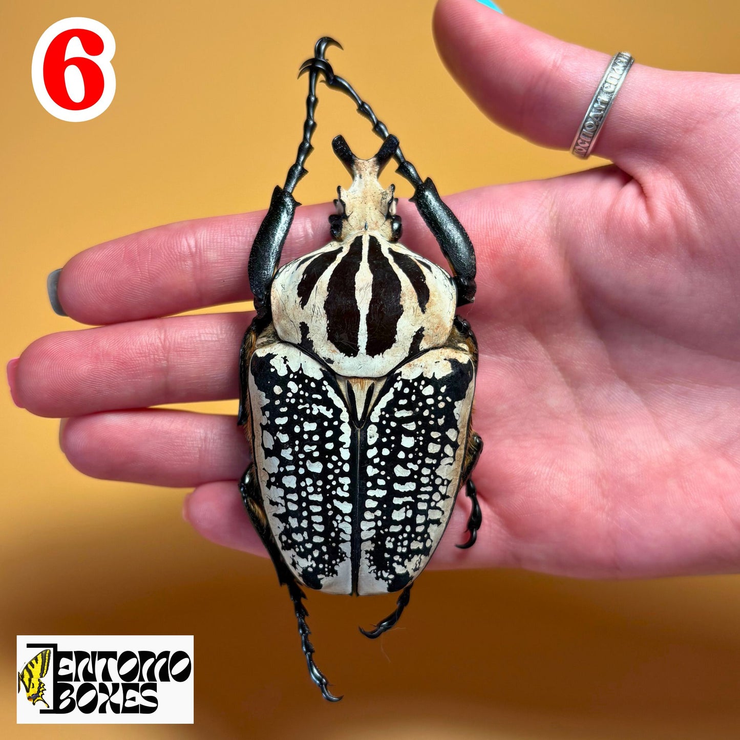 goliathus meleagris beetle for sale
