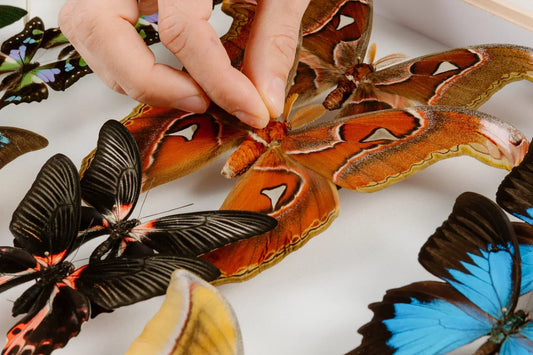 Hands arranging pinned butterfly and moth specimens in a white entomology display box, EntomoBoxes lifestyle photo