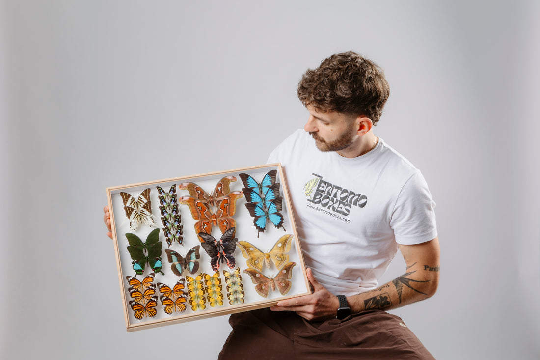 Chris from EntomoBoxes holding a framed display of colorful pinned butterflies and moths