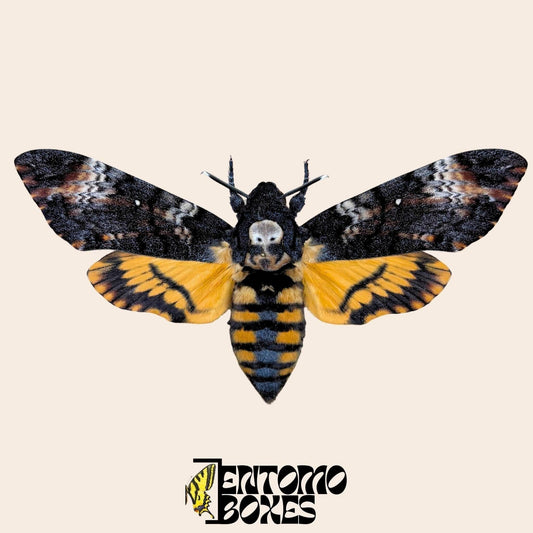 Pinned Death's-Head Hawkmoth (Acherontia atropos) mounted specimen for entomology taxidermy art