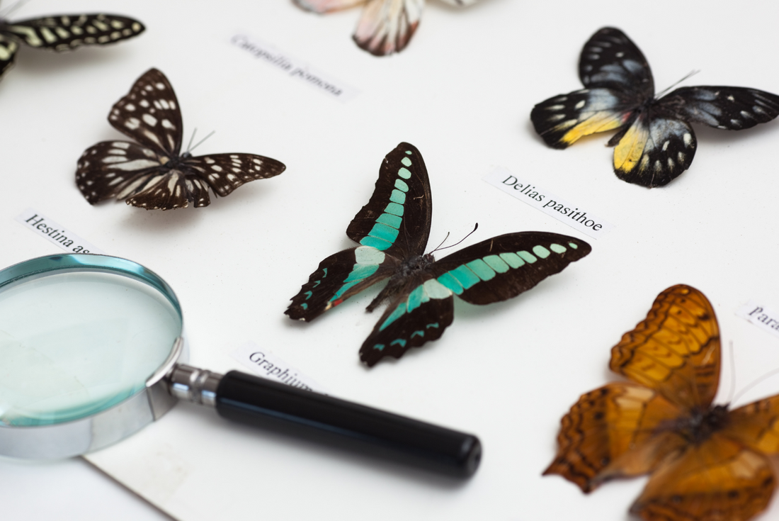 Collage illustration of pinned butterfly and insect specimens