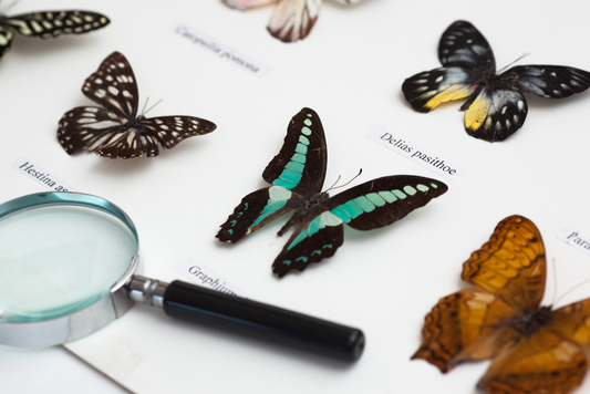 Collage illustration of pinned butterfly and insect specimens