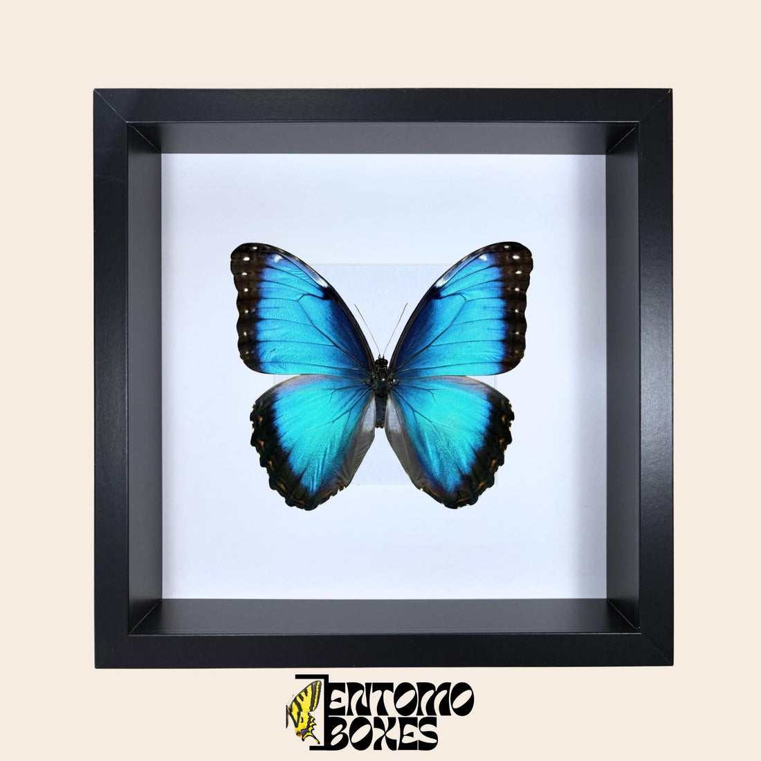 Deep Shadow Frame in black with a Blue Morpho butterfly displayed inside
