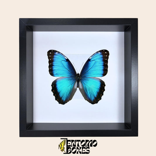 Deep Shadow Frame in black with a Blue Morpho butterfly displayed inside
