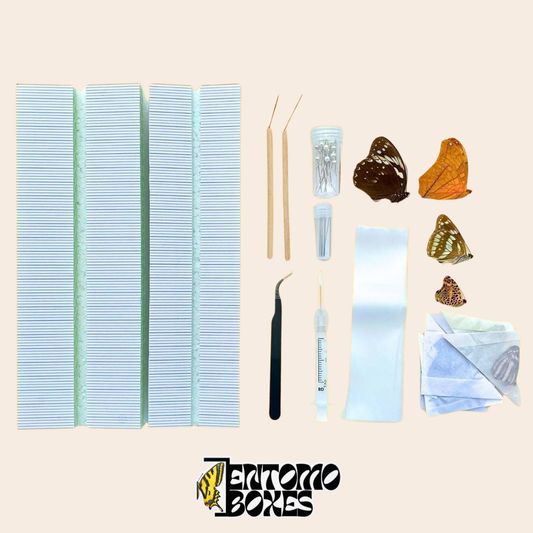 Standard Butterfly KIT contents laid out on a beige background: two pinning boards, pinning needles, entomology pins, tweezers, a syringe, foil strips, papered butterfly specimens and glassine envelopes