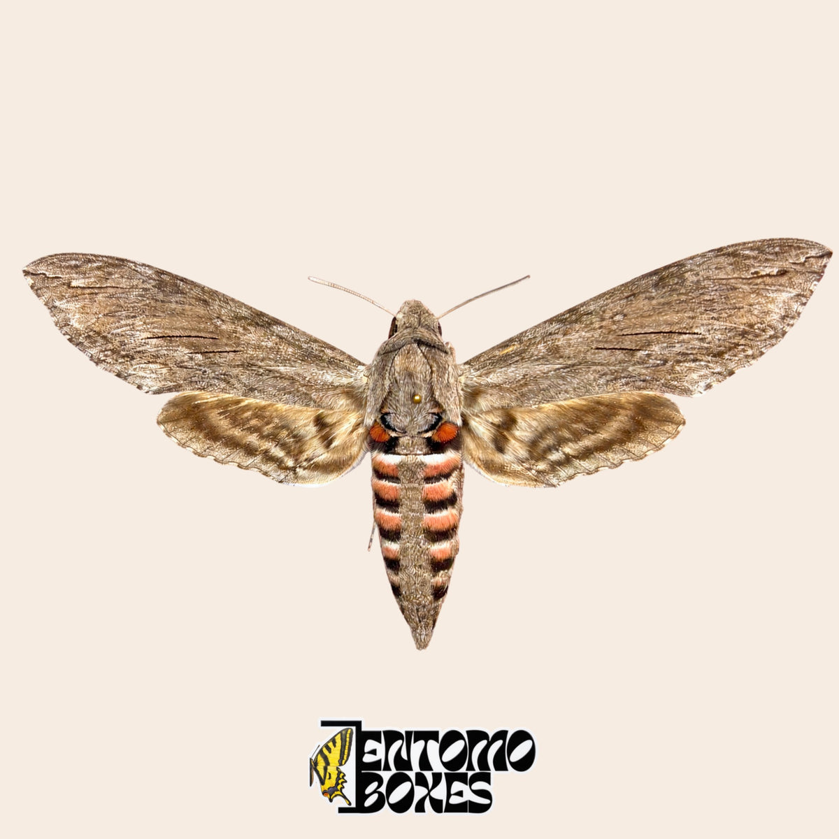 Agrius convolvuli convolvulus hawkmoth, pinned specimen with open wings, grey forewings and pink and black striped body, A-grade