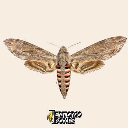 Agrius convolvuli convolvulus hawkmoth, pinned specimen with open wings, grey forewings and pink and black striped body, A-grade