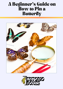 Butterfly Pinning Guide (PDF)