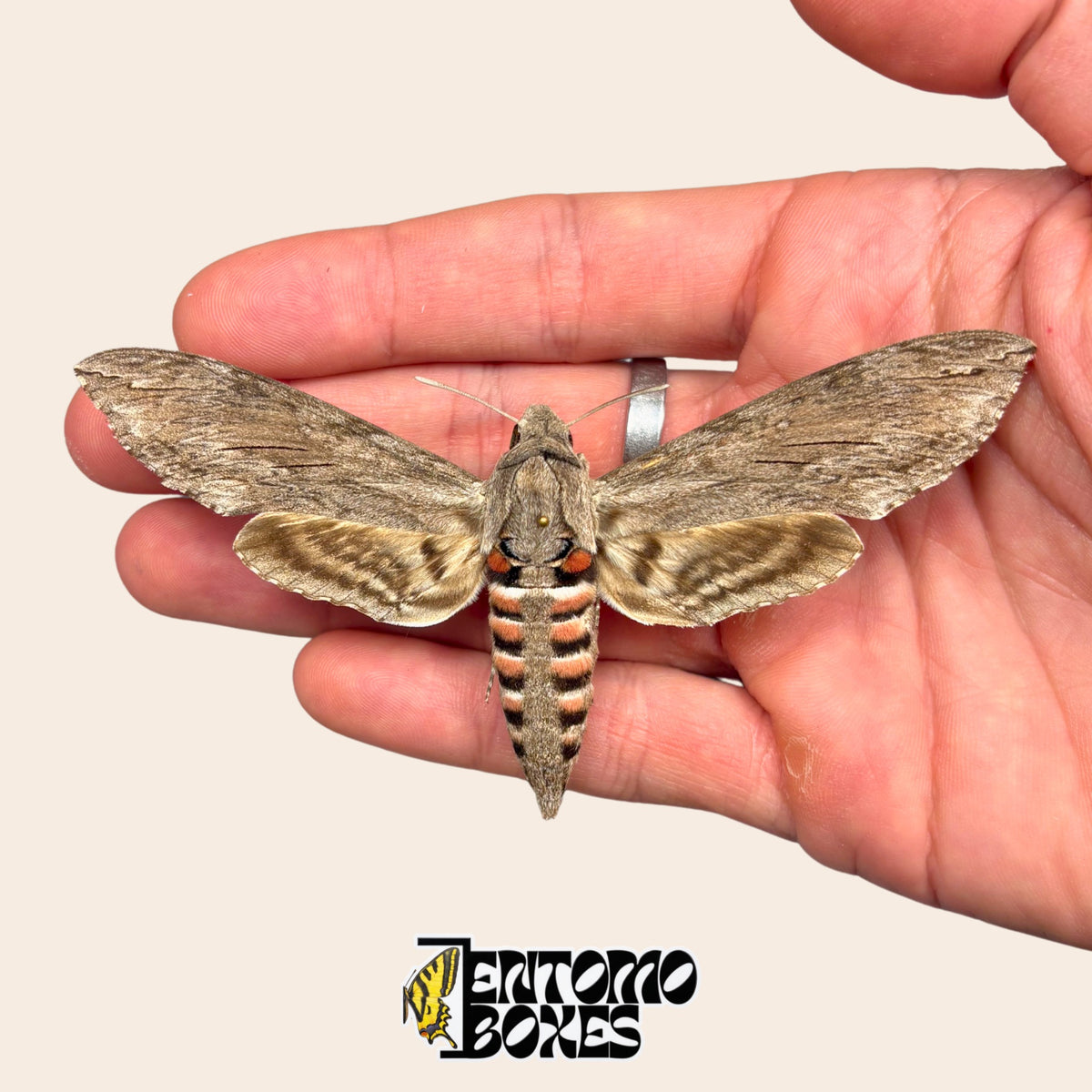 Pinned convolvulus hawkmoth Agrius convolvuli held in hand to show its size, A-grade specimen