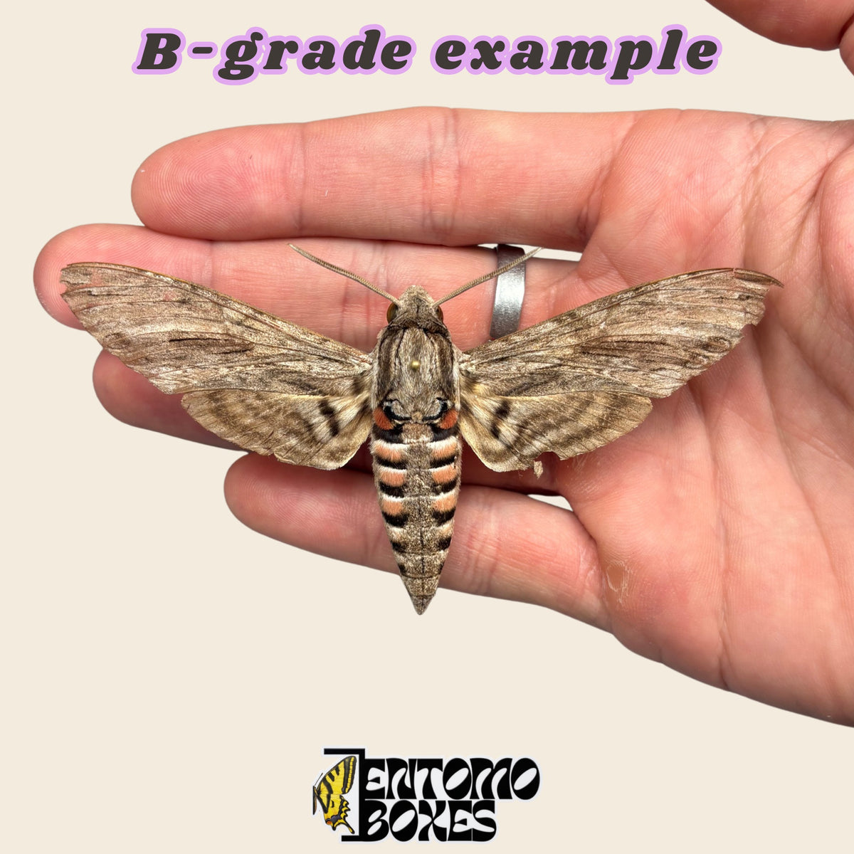 B-grade example of a pinned Agrius convolvuli hawkmoth in hand, minor wear on the wing edges