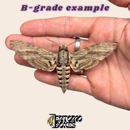 B-grade example of a pinned Agrius convolvuli hawkmoth in hand, minor wear on the wing edges