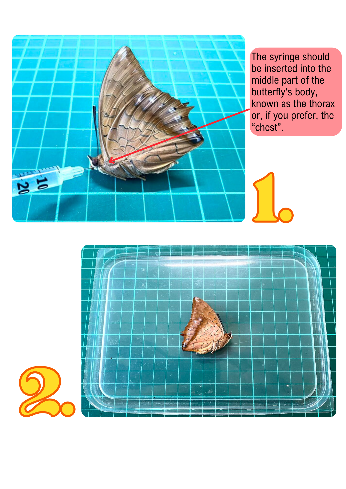 Butterfly Pinning Guide (PDF)