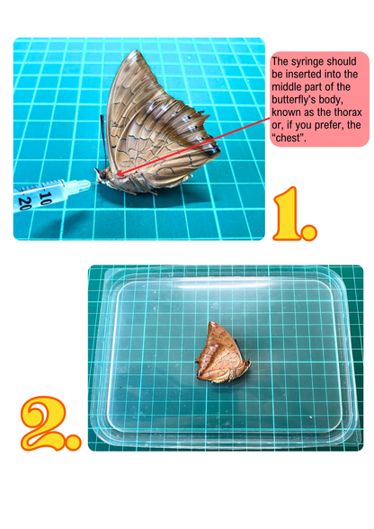 Butterfly Pinning Guide (PDF)