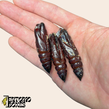 empty pupae shells of acherontia atropos hawkmoths
