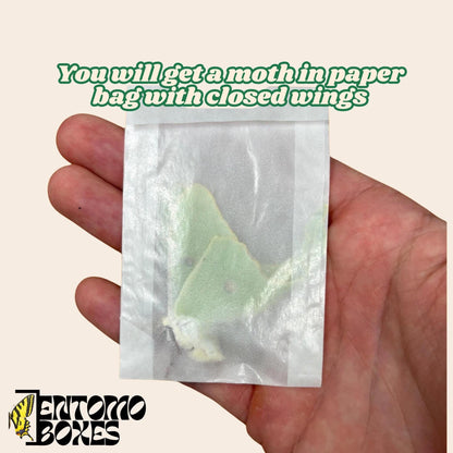 actias luna moth in paper bag