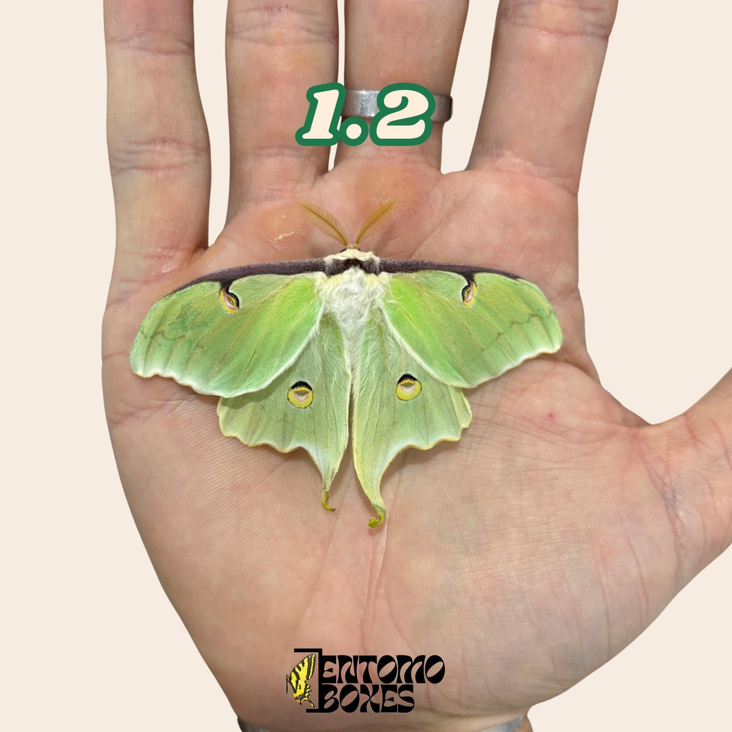 Actias luna moon moth specimen for entomology taxidermy collection