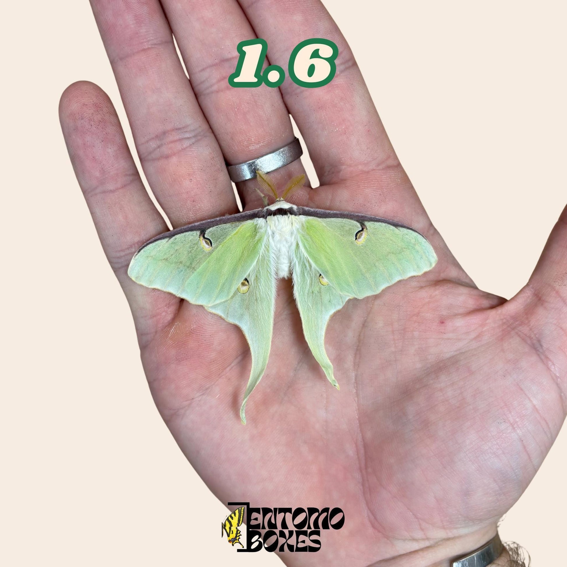 Actias luna moon moth specimen for entomology taxidermy collection