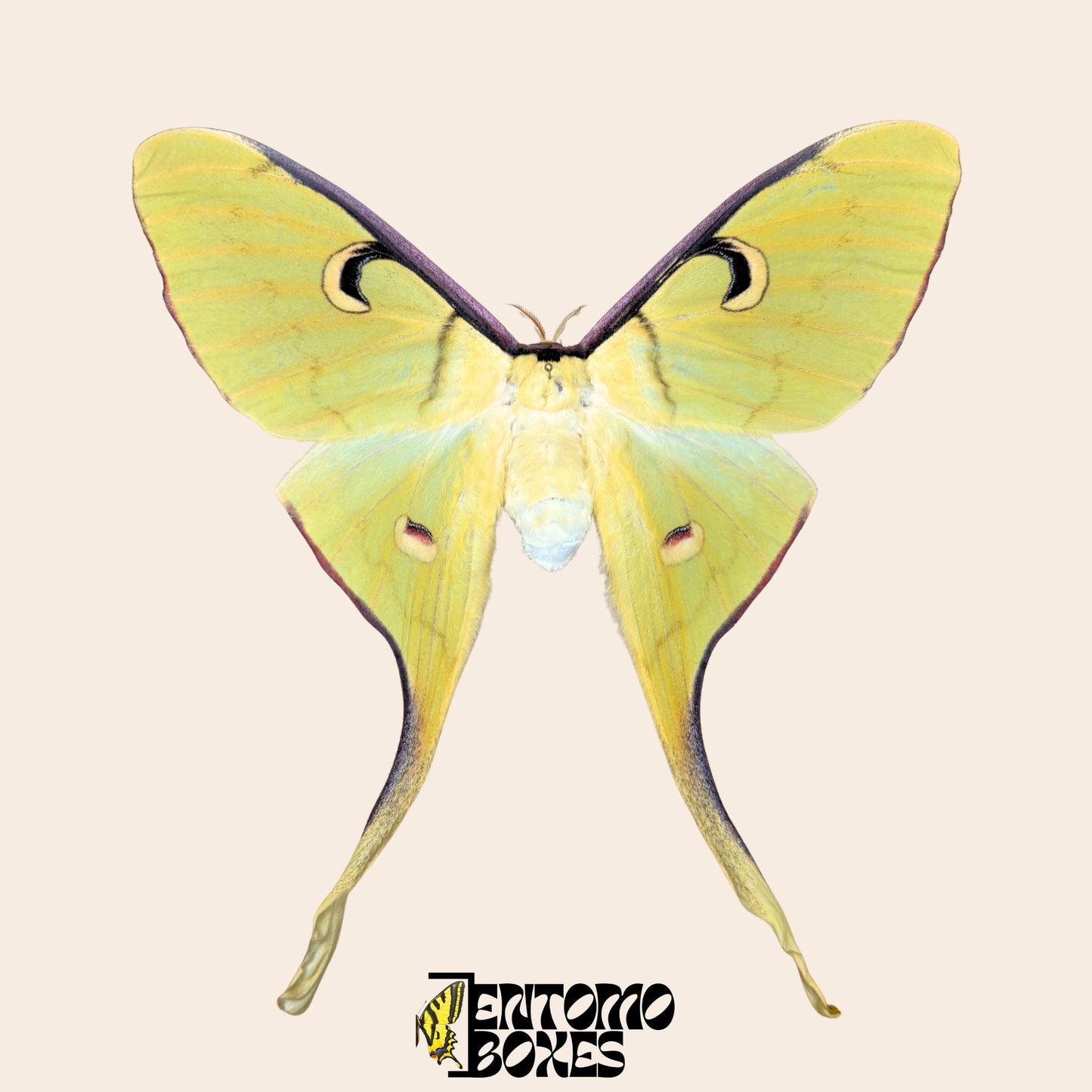 actias meanas female pinned