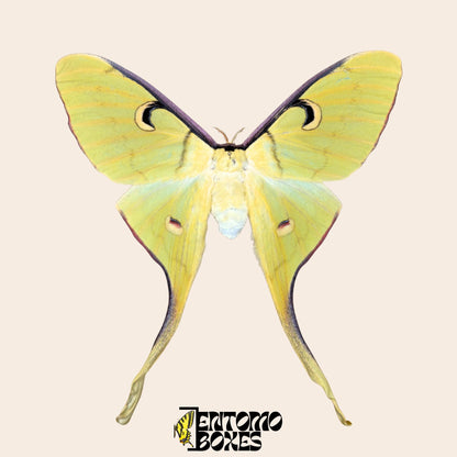 actias meanas female pinned